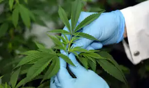 Francia: aprueban uso de cannabis medicinal en pacientes graves