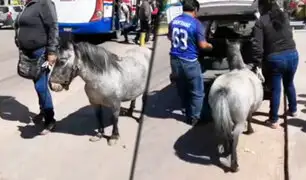 Cusco: poni viaja en taxi y se viraliza en las redes sociales