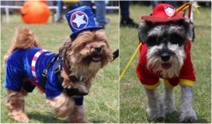 Halloween: más de cien mascotas lucieron tiernos disfraces en desfile