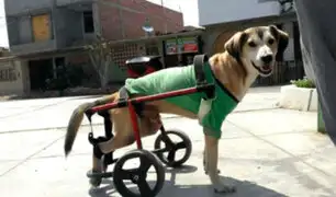Chimbote: delincuentes se llevan silla de ruedas de perro con discapacidad