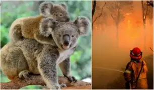 Cientos de koalas podrían haber muerto en incendio forestal en Australia