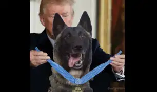 Trump recibirá en la Casa Blanca a perro que acabó con Al Bagdadi