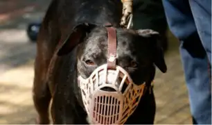 Chimbote: perro le arranca cuero cabelludo a menor durante ataque