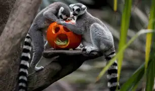 FOTOS: animales de zoológico celebran con calabazas Halloween