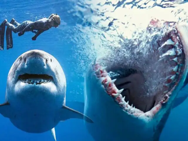 Australia: pescador se salva del ataque mortal de un tiburón blanco