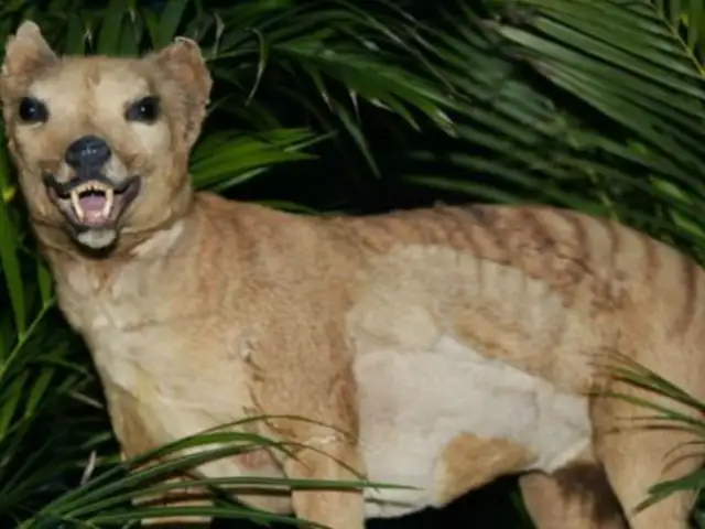 Tigre de Tasmania: reportan recientes avistamientos del animal extinto hace más de 80 años