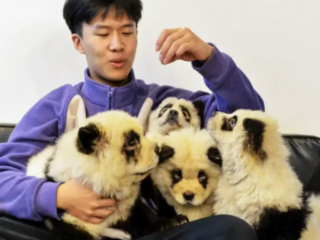 China: polémica por cafetería que tiñe a perros como osos panda