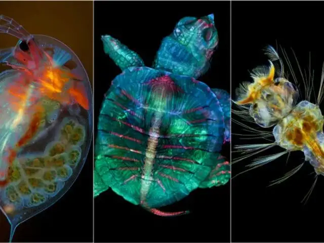 Mira las fotos que revelan el extraordinario mundo de la vida microscópica