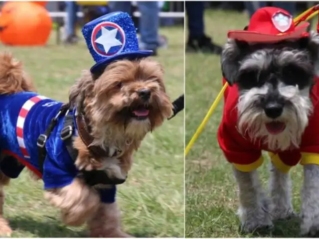Halloween: más de cien mascotas lucieron tiernos disfraces en desfile