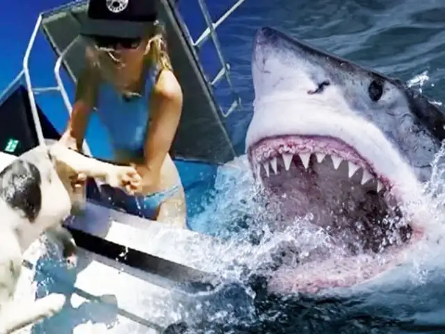Australia: Youtuber salva a su perro de las fauces de un tiburón