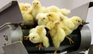Suiza prohíbe triturar pollitos vivos, una práctica legal en la Unión Europea
