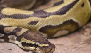 ¡Qué susto! Hallan serpiente de tres metros en estante de supermercado en Australia