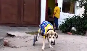 Donan silla de ruedas a perro víctima de delincuentes en Nuevo Chimbote