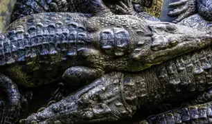 EEUU: cazador queda grave tras ser atacado por caimán de tres metros de largo