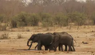 África: al menos 200 elefantes han muerto de hambre por grave sequía