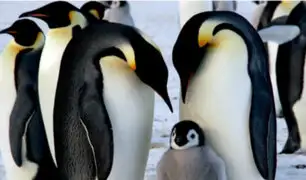 Pingüinos emperador al borde de la extinción, según estudio