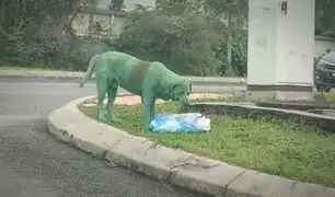 Encuentran a un perro desconsolado buscando comida con el cuerpo pintado de verde