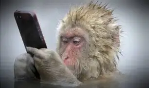 Insólito: mono utiliza celular de su cuidadora para comprar por Internet