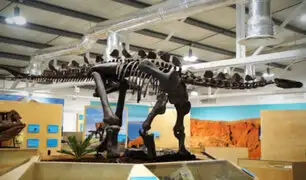 Portugal: hallan el estegosaurio más completo de Europa en un almacén