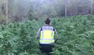 Policía española halló 16 mil plantas de marihuana en zona boscosa de Aragón