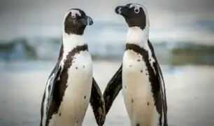 Una pareja de pingüinos del mismo sexo roba huevo para ''poder ser padres''
