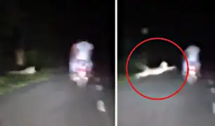 Un leopardo atacó sorpresivamente a una motocicleta en carretera