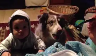 Insólito: perro aprende a decir "mamá" para que le den comida