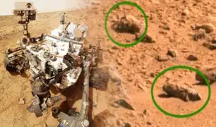NASA: científico afirma que hay presencia de insectos en Marte