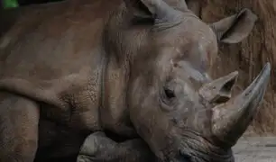 Malasia: muere el último rinoceronte de Sumatra y la especie se extingue en el país