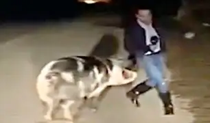 Cerdo ataca a reportero durante trasmisión en vivo