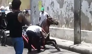 Maltrato animal: caballo cochero se desploma de agotamiento