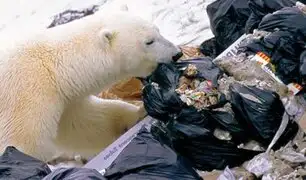 Rusia: osos polares se ven obligados a comer plástico, según estudio