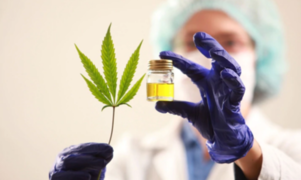 Cannabis medicinal empezará  a comercializarse en farmacias de Lima