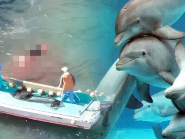 Japón: drone registra brutal cacería de delfines en la ciudad de Taiji
