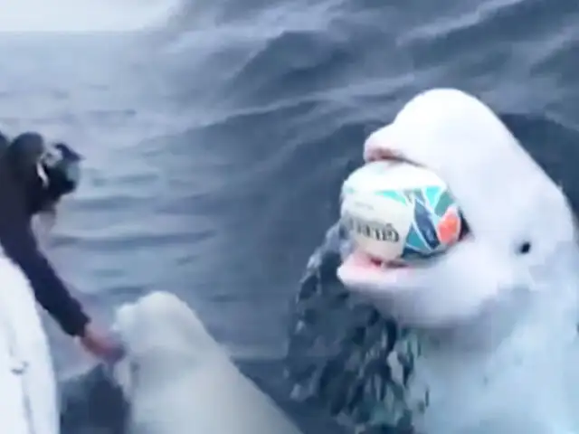 Ballena beluga que juega al rugby en mitad del océano causa asombro