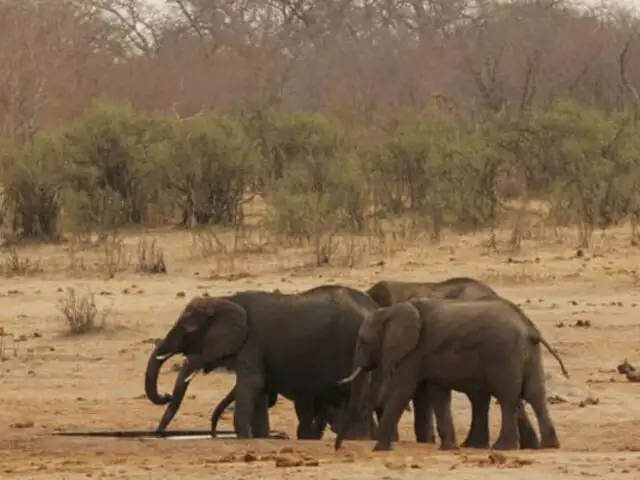 África: al menos 200 elefantes han muerto de hambre por grave sequía