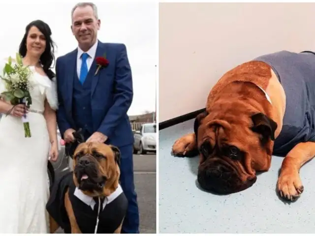 Adelantaron su boda para que su perrito con cáncer pueda asistir