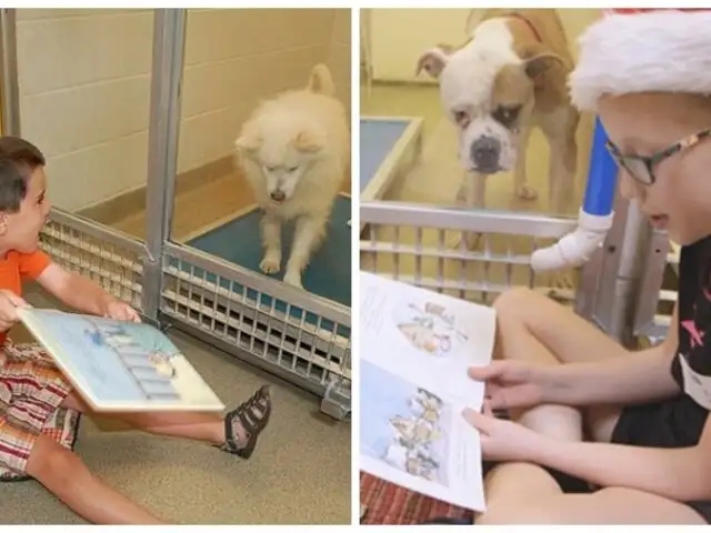 Niños leen cuentos a perros abandonados para reducir su ansiedad
