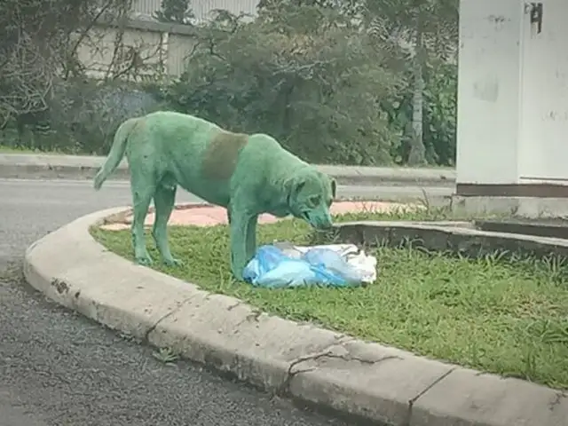 Encuentran a un perro desconsolado buscando comida con el cuerpo pintado de verde