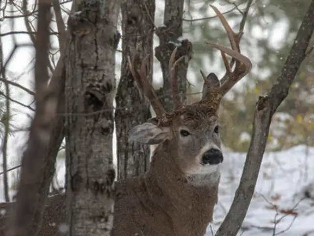 ¡Insólito! Hombre halló un ciervo de tres cuernos cuando paseaba por bosque de EEUU