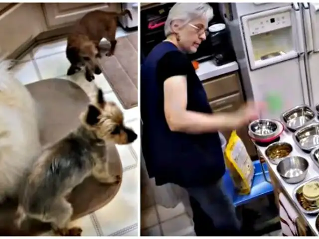 Mujer convierte su casa en refugio para perros ancianos que nadie quiere