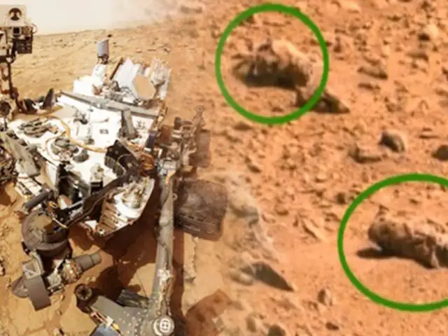 NASA: científico afirma que hay presencia de insectos en Marte