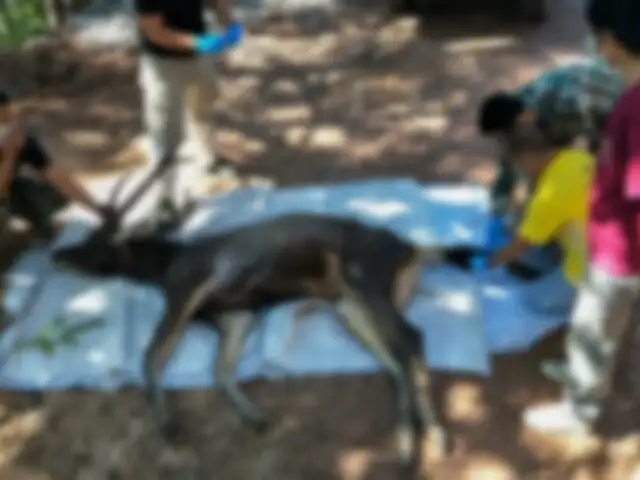 Hallan ciervo muerto con siete kilos de basura en el estómago