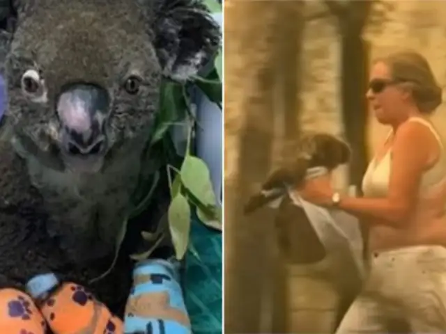 Muere koala rescatado de incendios forestales en Australia