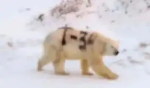 Rusia: misterioso mensaje pintado sobre un oso polar alarma a los científicos