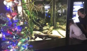 EEUU: anguila enciende luces navideñas con descargas eléctricas