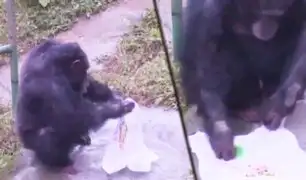China: chimpancé lavando ropa cautiva a los visitantes de un zoológico