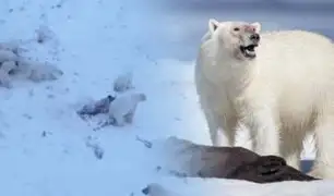 Rusia: encuentran a 60 osos polares hambrientos comiendo cadáveres de morsas