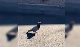 EEUU: palomas con sombrero vaquero invaden calles de Las Vegas