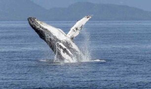 Canadá multa a turista por acercarse mucho a una ballena